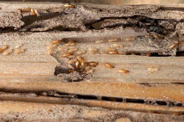 Best Best Pest Control Companies  in Huntsville, TX